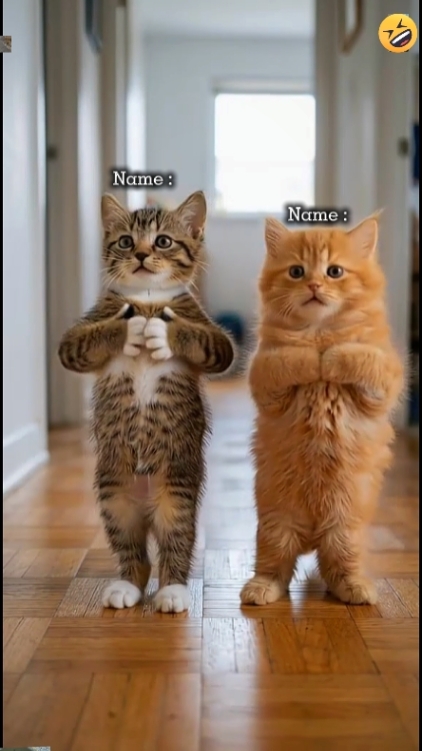 Gato fofo
