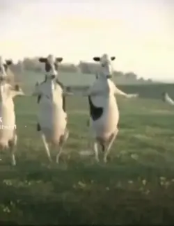 vache