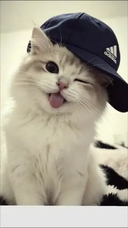 Cool Cat Vibes
