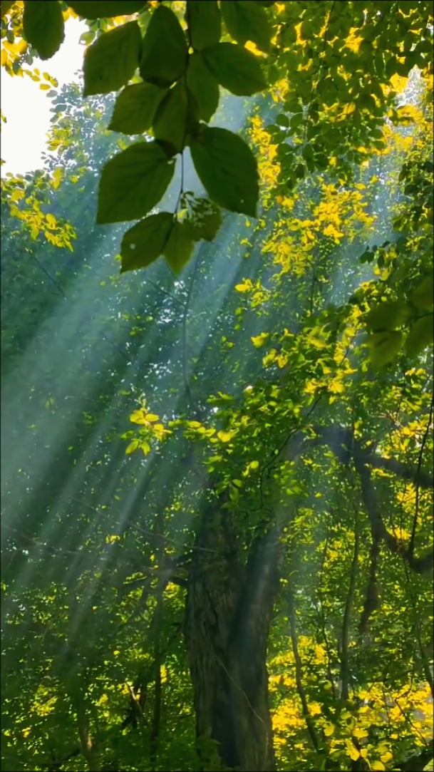 Nature • Cinématique
