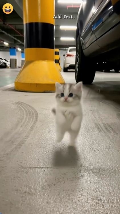 Cute Cat