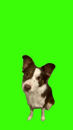 Dog/Cachorro.