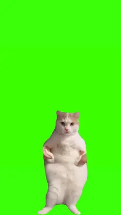cat dance