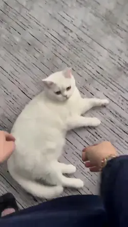 Cat şablon kedi