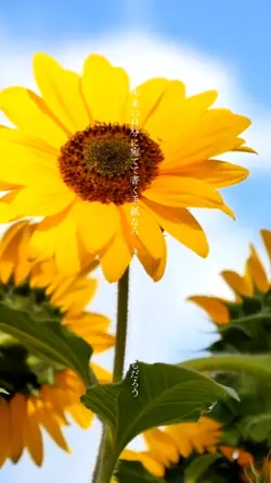 手紙 ～拝啓 十五の君へ～