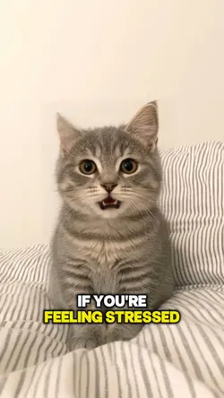 LIPSYNC / singingPet