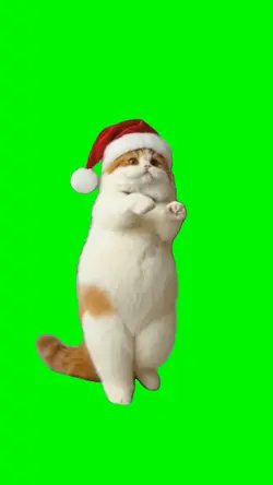 Dancing Cat Meme