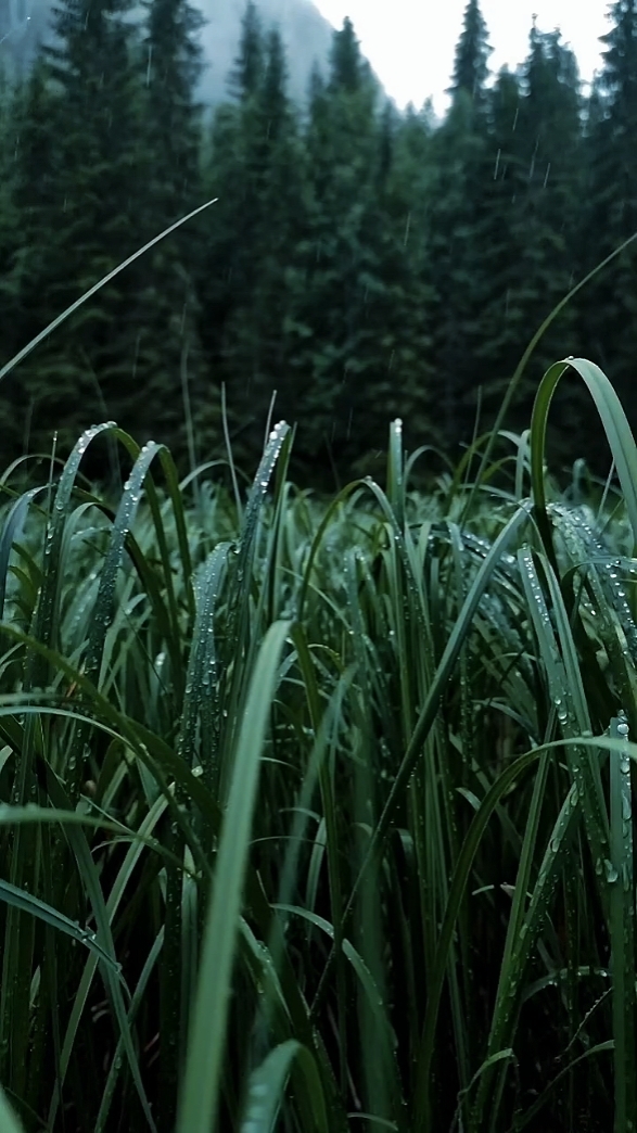 8 Videos Cinematic