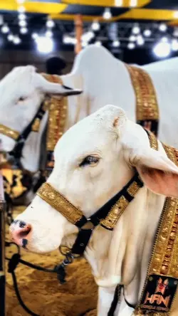 COW SPECIAL SLOWMO