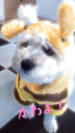 私の犬に!はちのモーフをかぶせて見た!