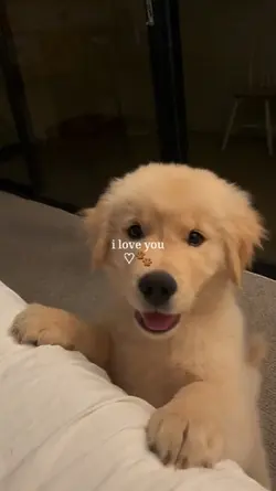 i love you my dog