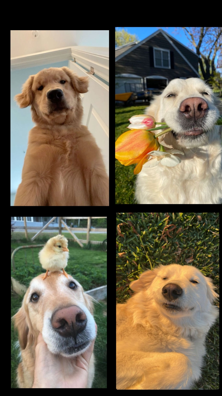 Perros cachorros