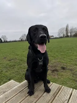 Dog day in a life