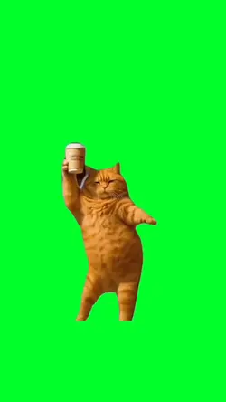Dancing cat