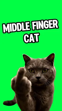 MIDDLE FINGER CAT
