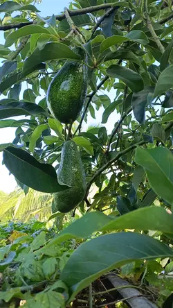 nature sound