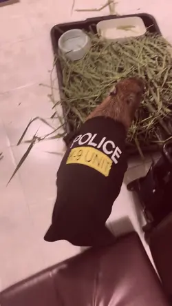 Oh no la polizia noo