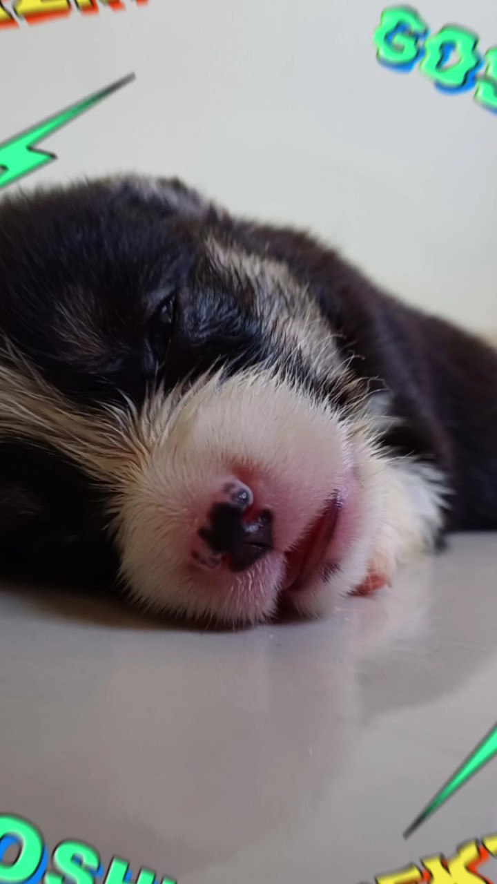 5 puppy