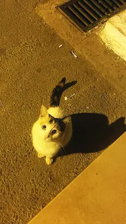 sad cat