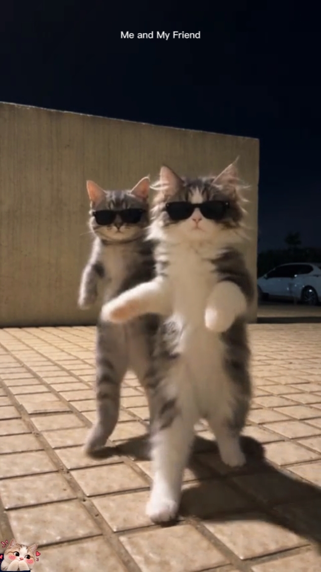Dance cat Trend 