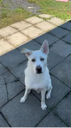 BuzzTheHusky