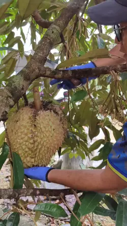 Durian Montong