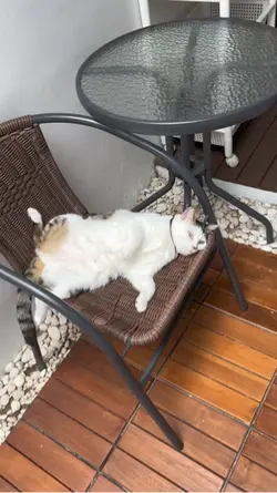 Kucing kesal
