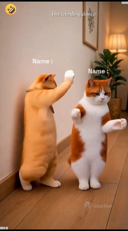 Funny dance cat