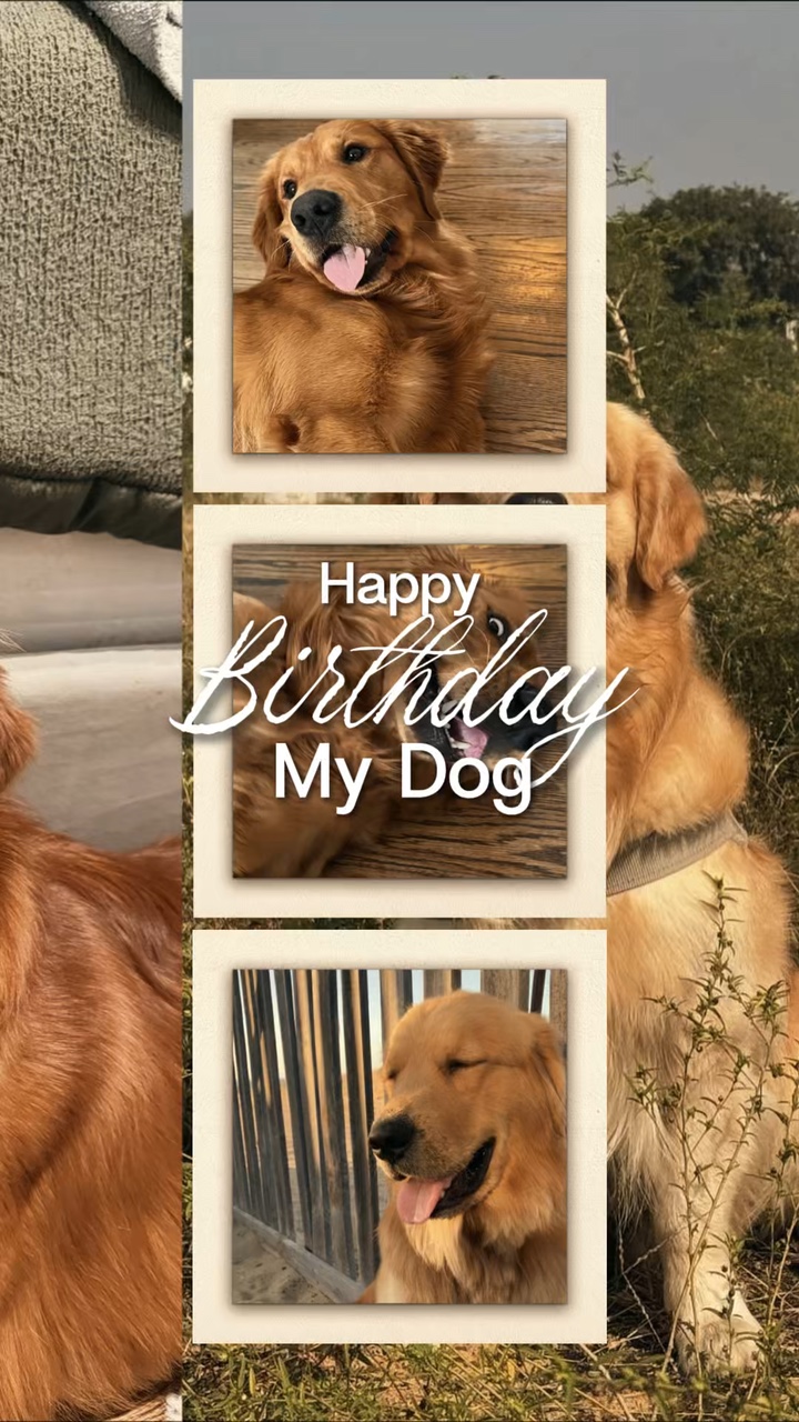 Aniversário meu cachorro 