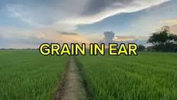 GRAIN IN EAR