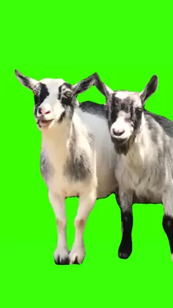 goat laughing trend