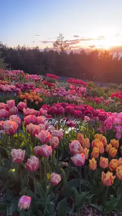tulip garden