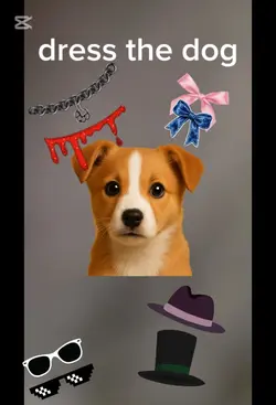 dress the dog