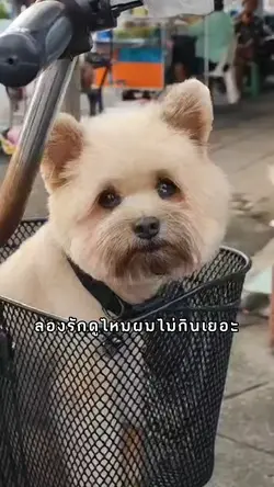 #สัตว์น่ารักกวนๆ