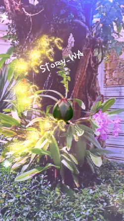 Story galau whatsapp