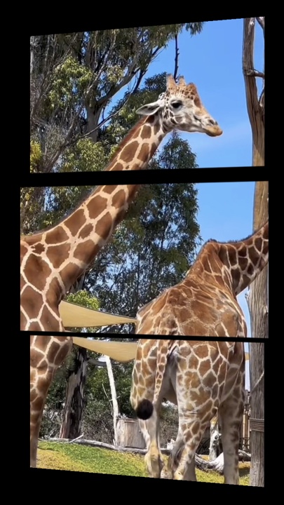 Zoo 