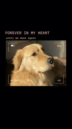 I MISS YOU MY DOGGY