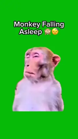 Sleepy Monkey 🙈 