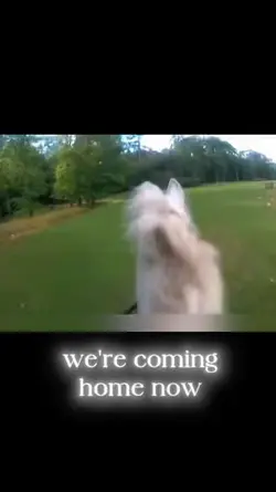 Dotan home gallop