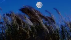 神代之川（歌名）