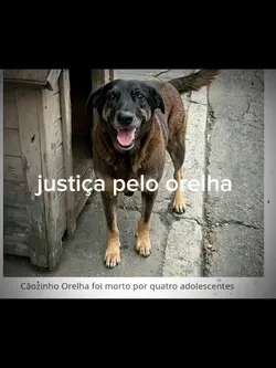 justiça pelo orelha!