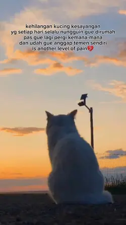 Terima kasih kucing