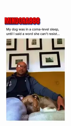 Chicken lover Pit