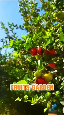Fruits Garden 