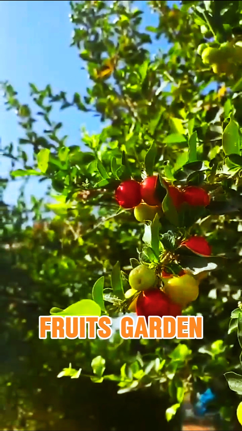 Horta de frutas 