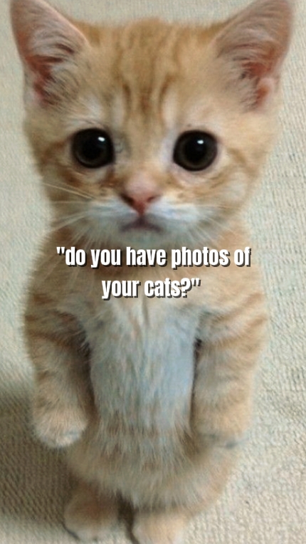 Fotos dos seus gatos 