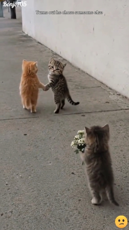 Sad Cat . Add Text 