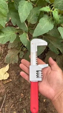 hay
