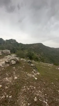 qolbil mutayyam