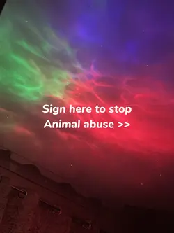 Stop animal abuse🫶🏻
